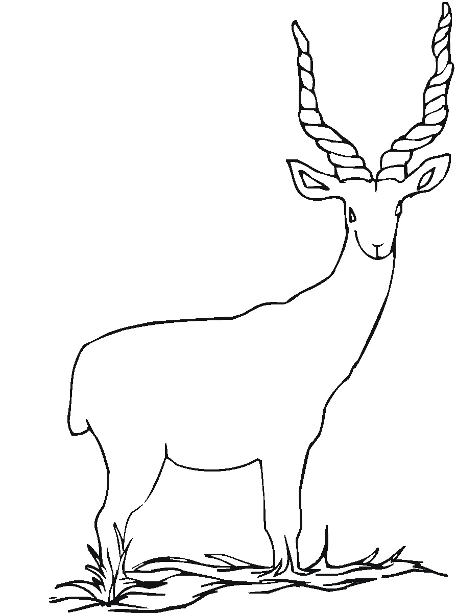 Antylopa, gazela, gnu kolorowanki